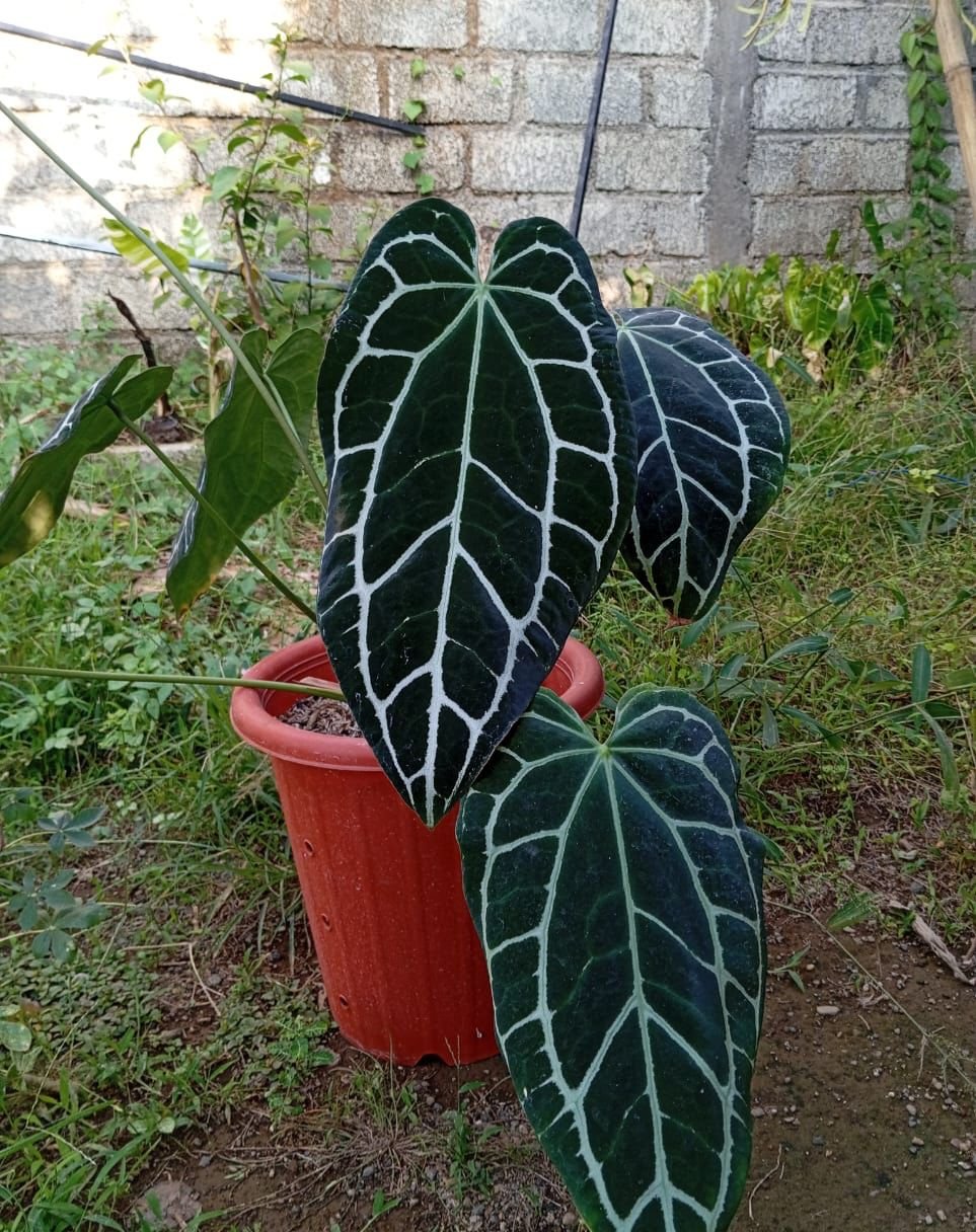 Anthurium cristalinum panglima